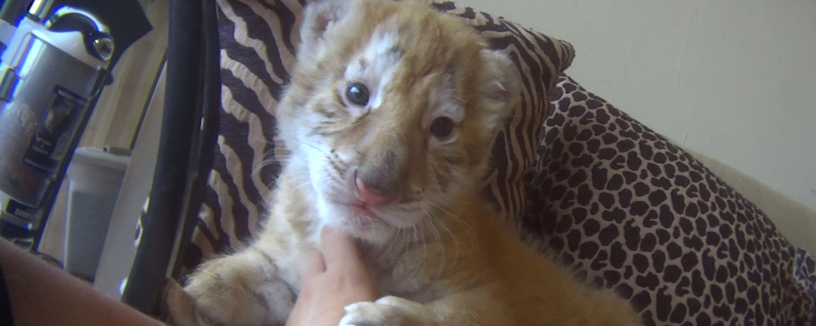 three week old tiger cub being held for photo op