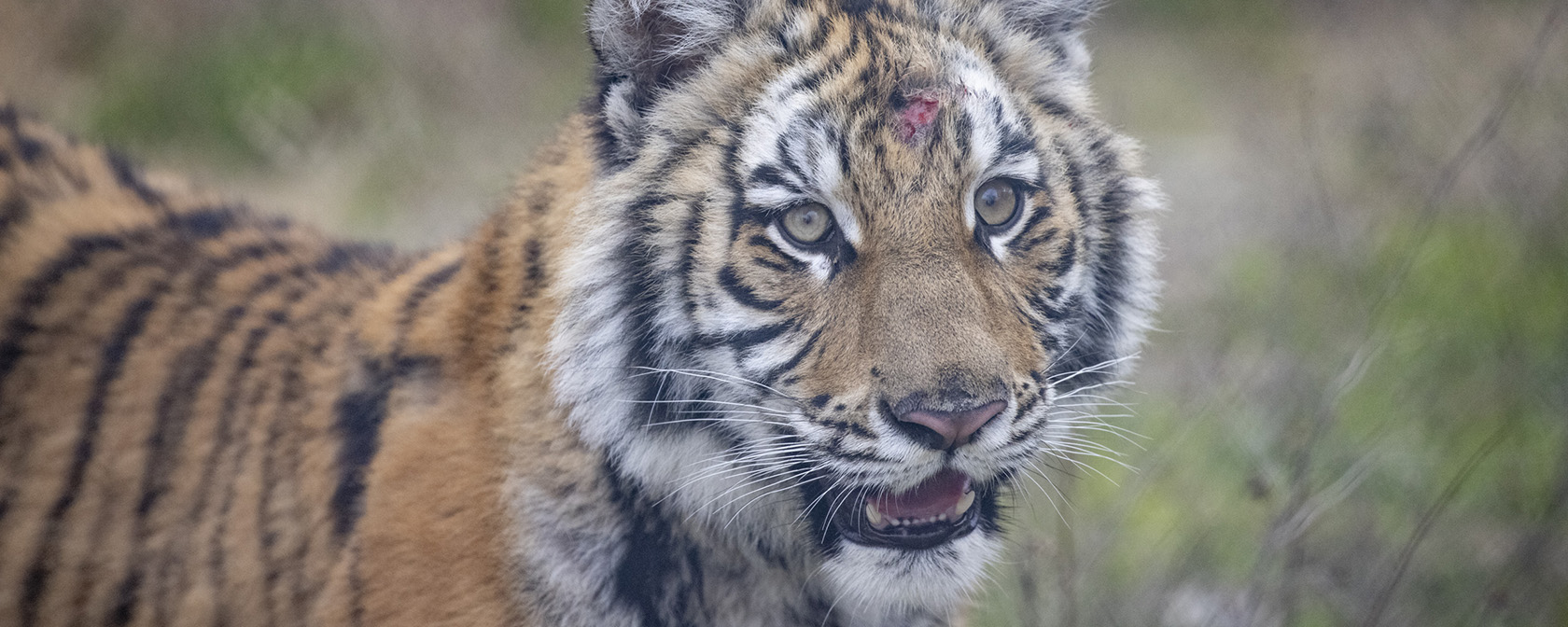 tiger rescued in Texas, now living at BBR