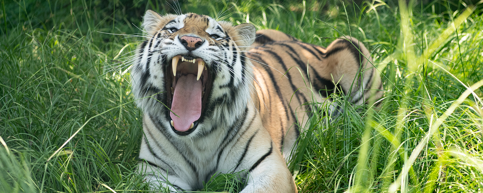 tiger roaring at camera