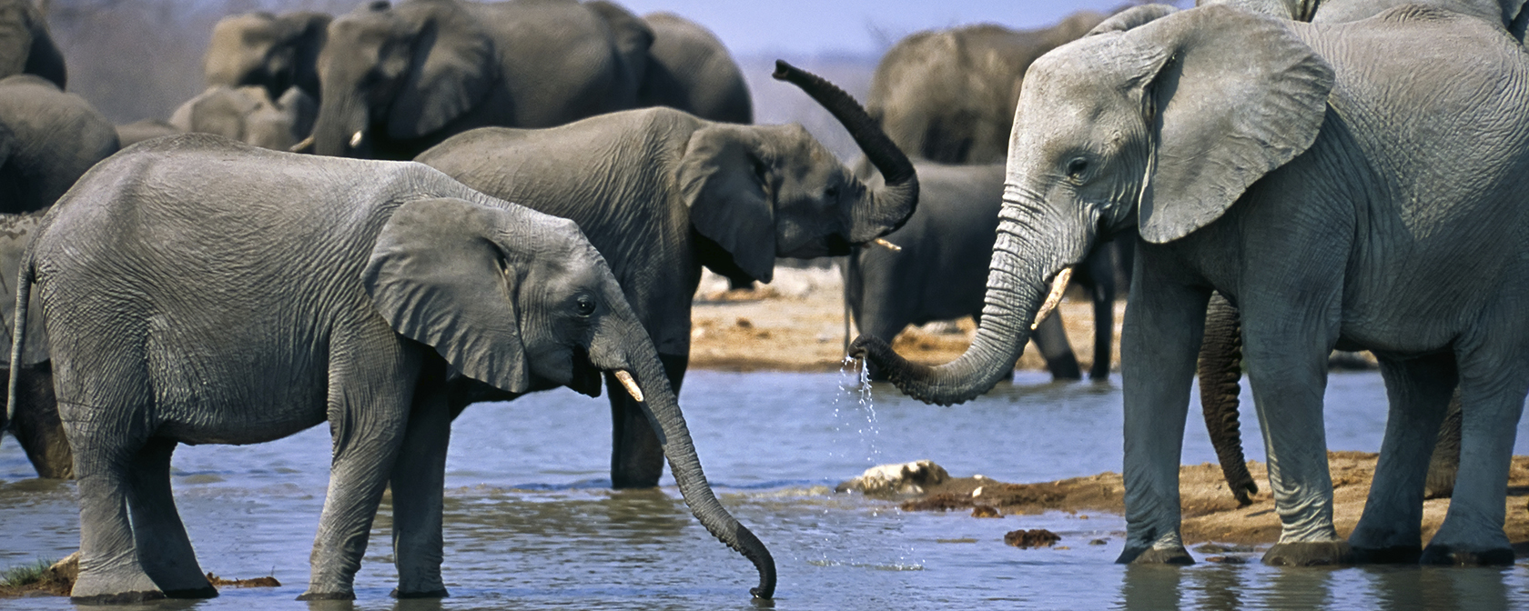 group of elephants in the water