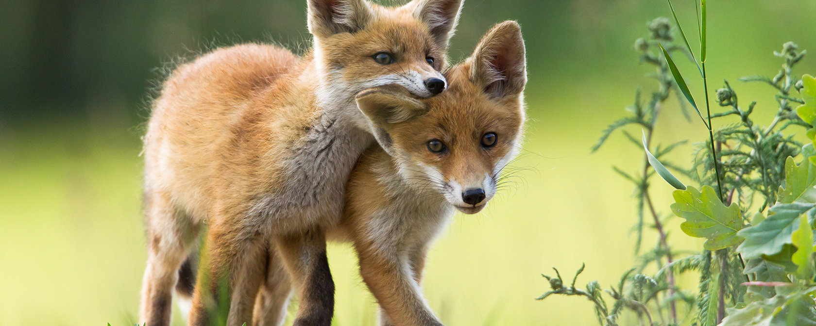 two foxes playing in a field