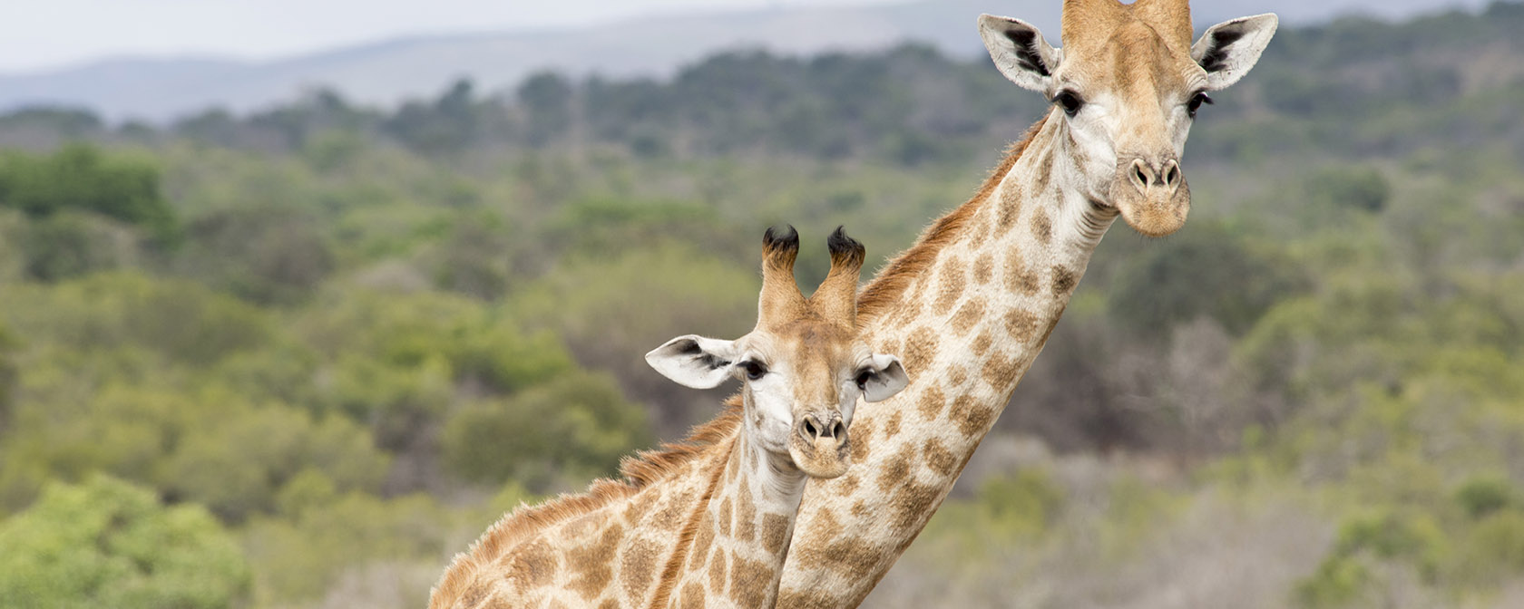 An adult and baby giraffe looking at the camera