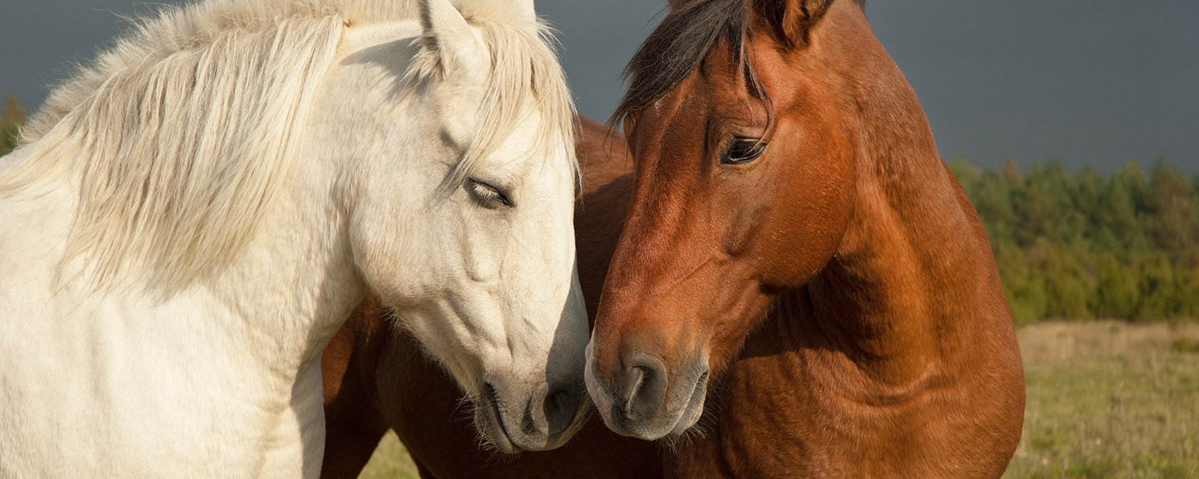 a white and brown horse nuzzling