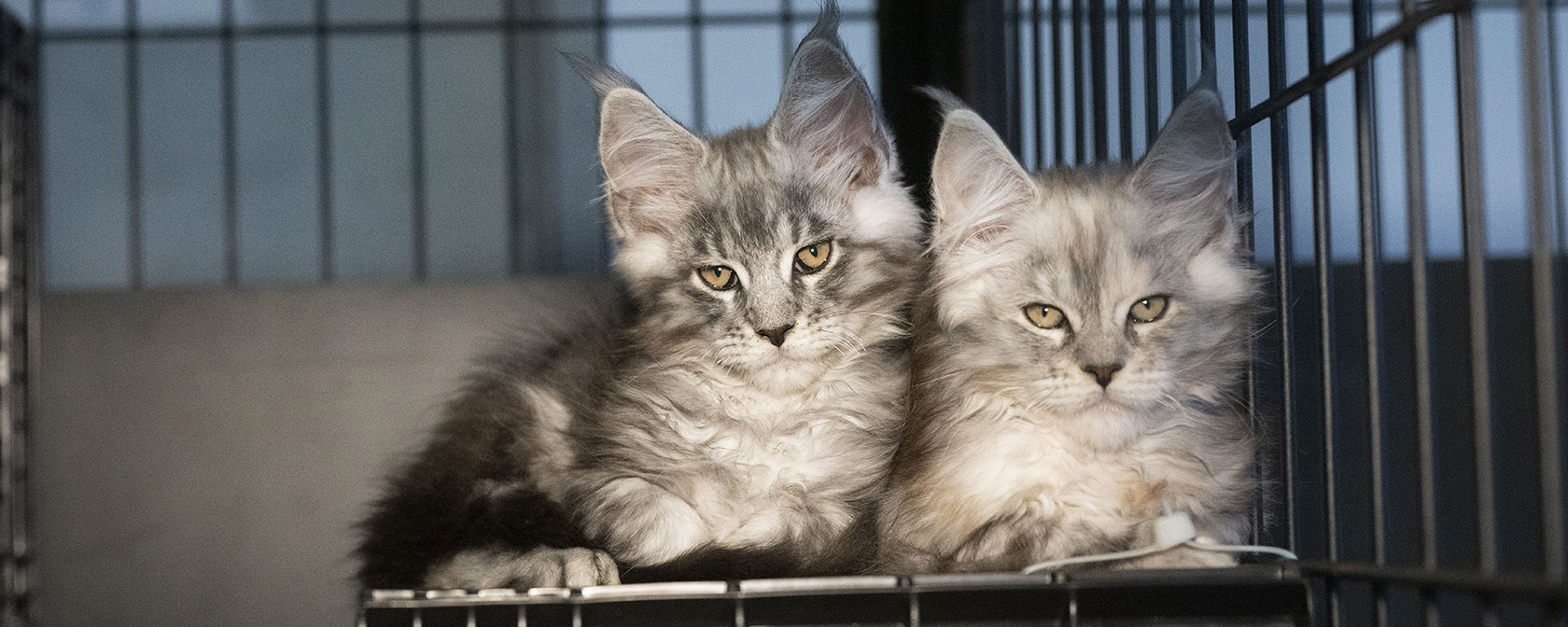 two maine coon kittens looking at the camera