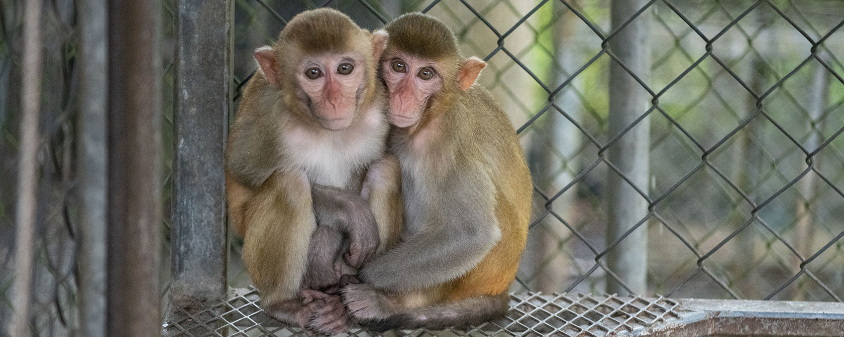 A pair of 1-year old macaque siblings sit in an enclosure holding each other at a wildlife center. 