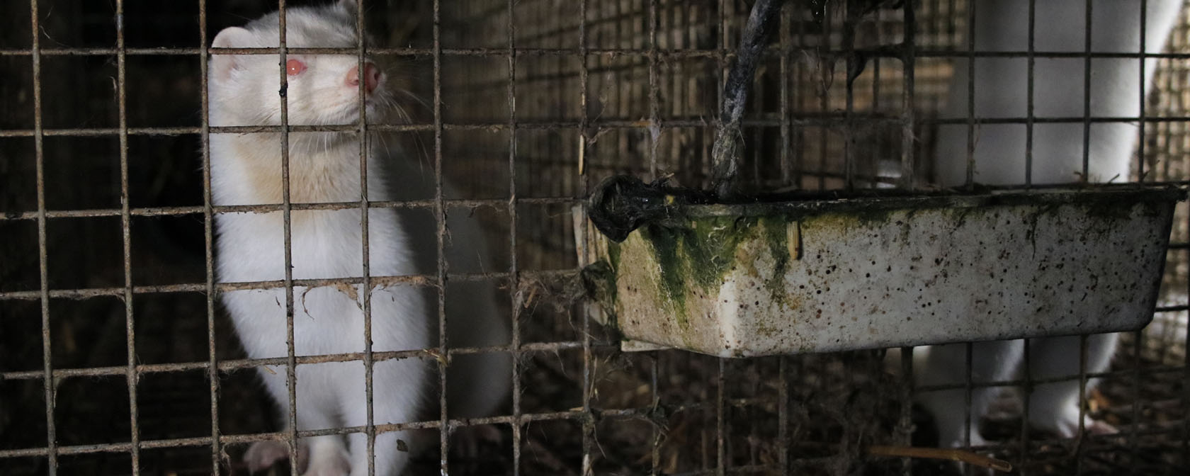 white mink in a filthy cage on a fur farm