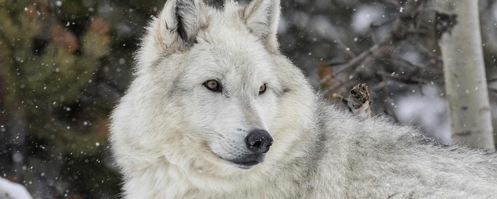 wolf sitting in the snow