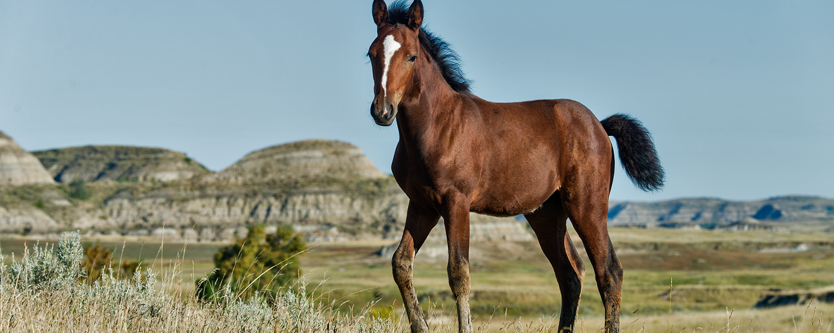 Wild Horse in Theodore Roosevelt Nat'l Park