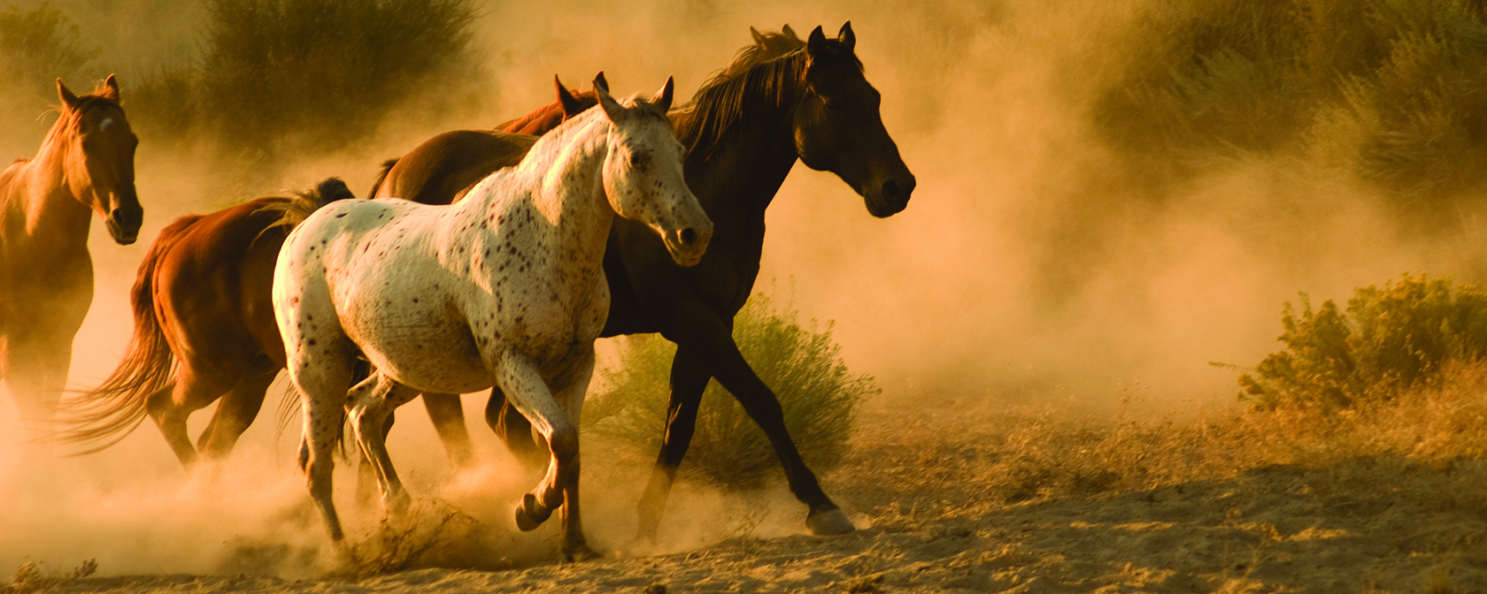 pack of wild horses running