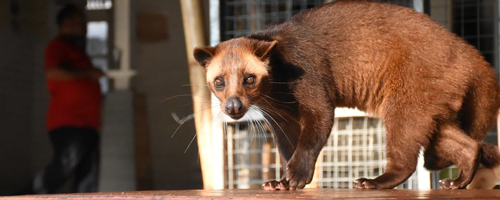 civet on table