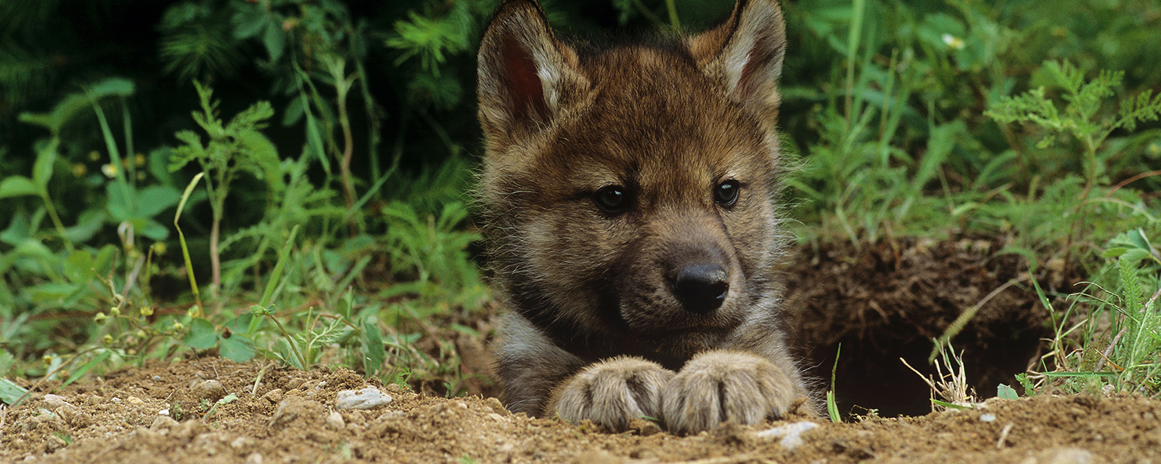 gray wolf pup looking out from his den