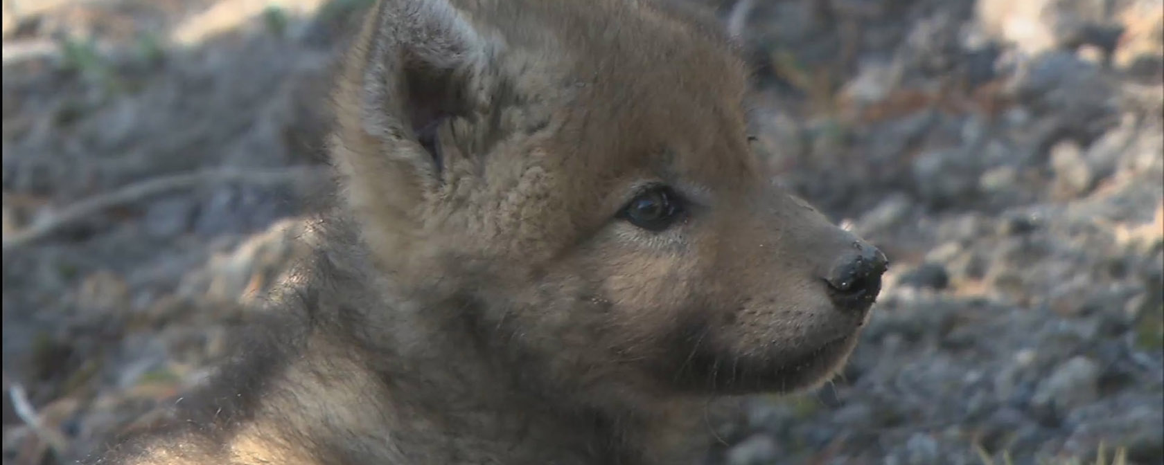 close up of wolf pup's face