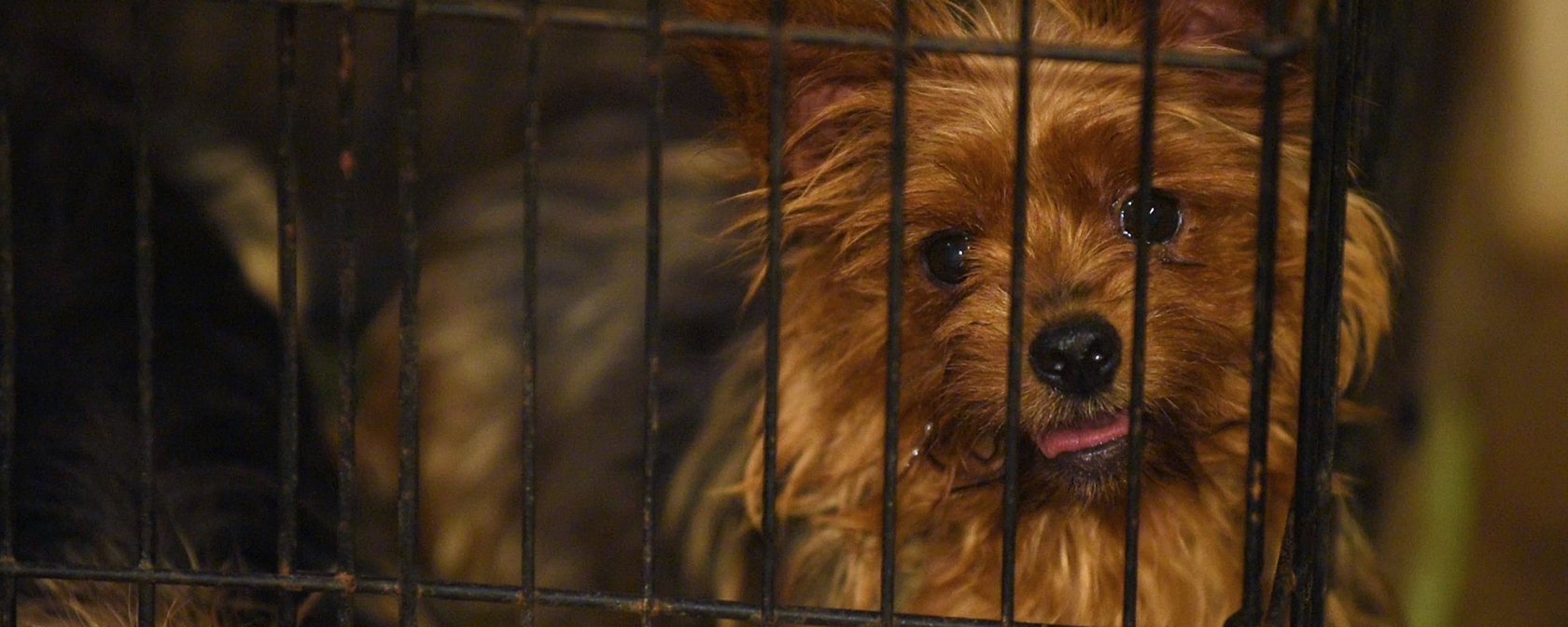 yorkie in a tiny cage in a puppy mill