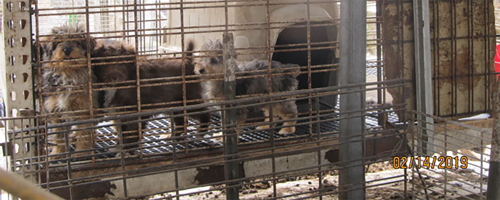 dogs in a puppy mill facility in wired, stacked cages