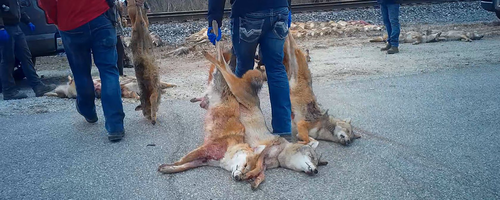 photo of person holding several dead foxes