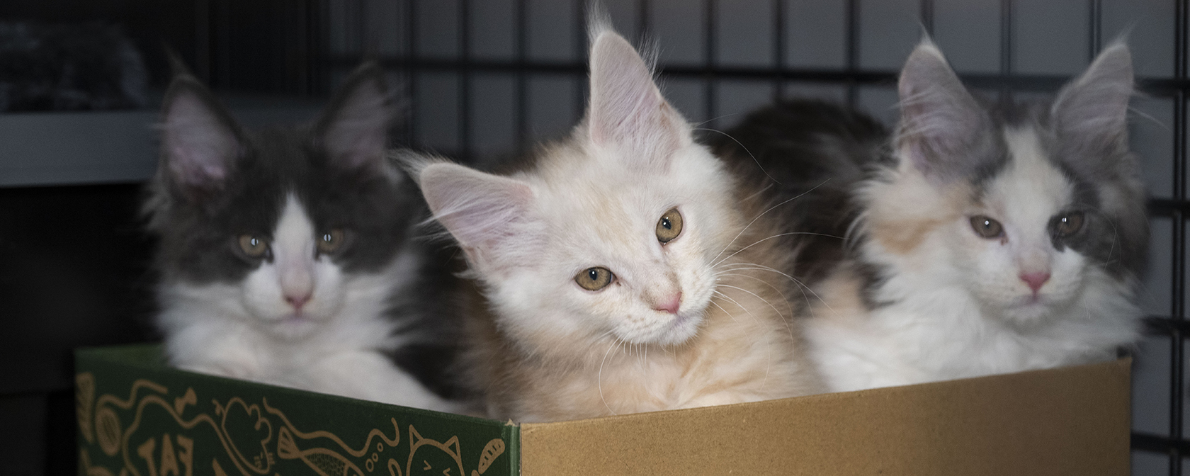 three maine coon kittens in a box looking at the camera