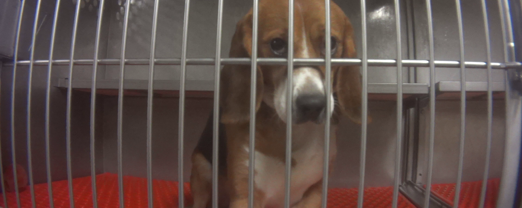 beagle in cage being used for testing