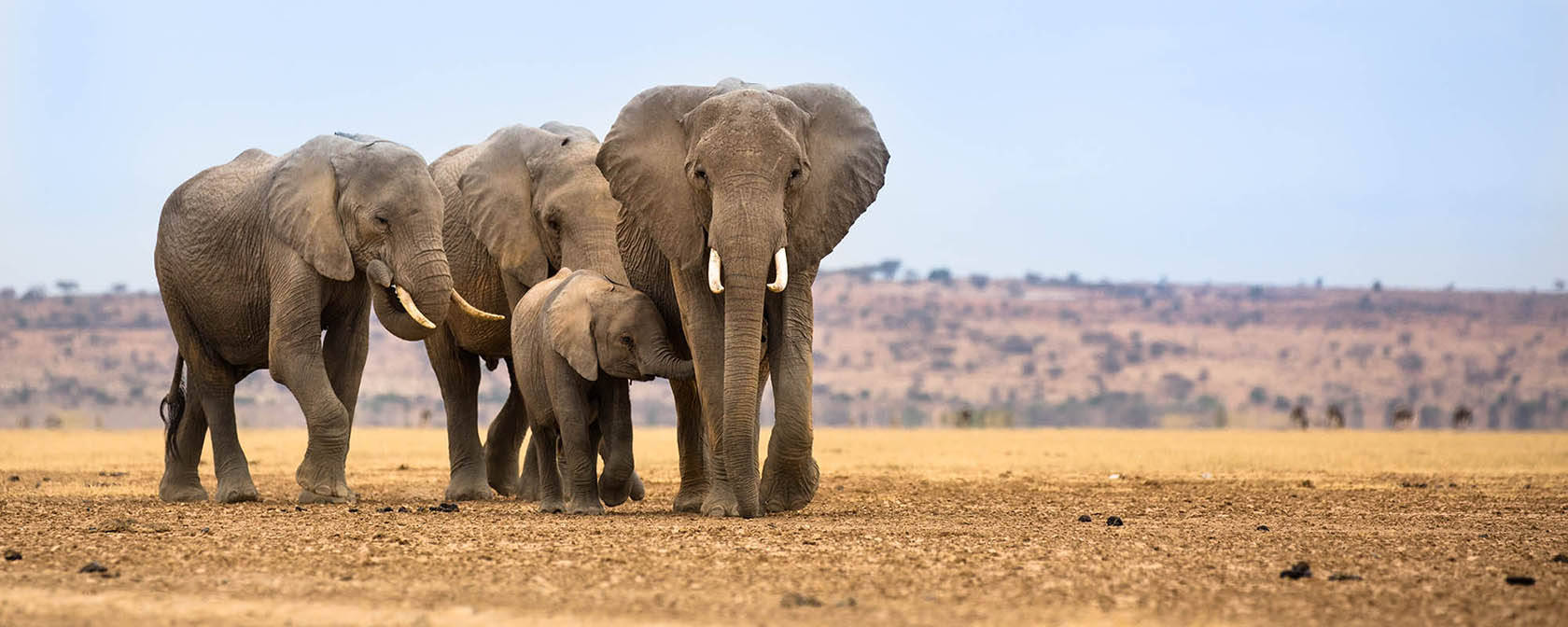 herd of elephants on the savannah