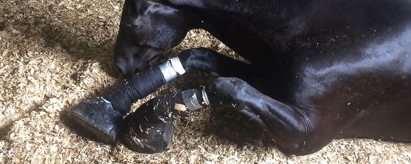 horse lying on the ground with sored hooves