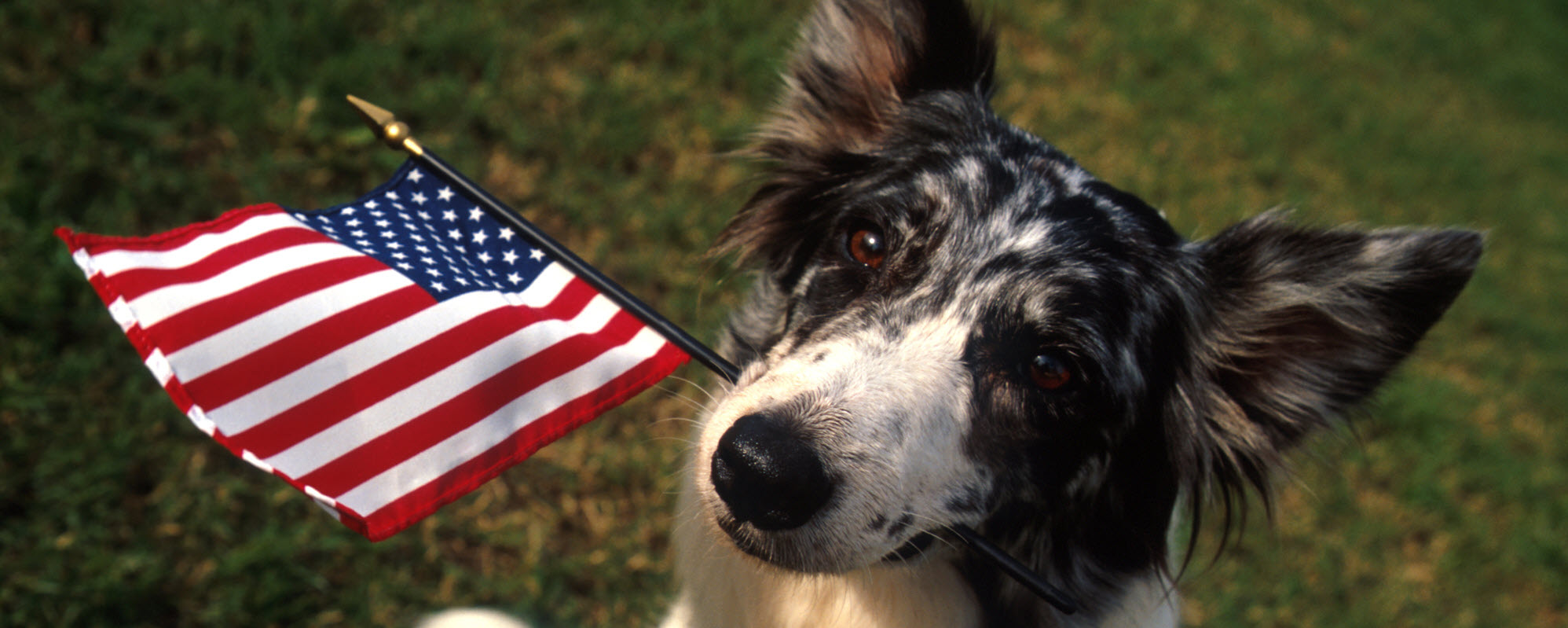 dog holding a flag in mouth