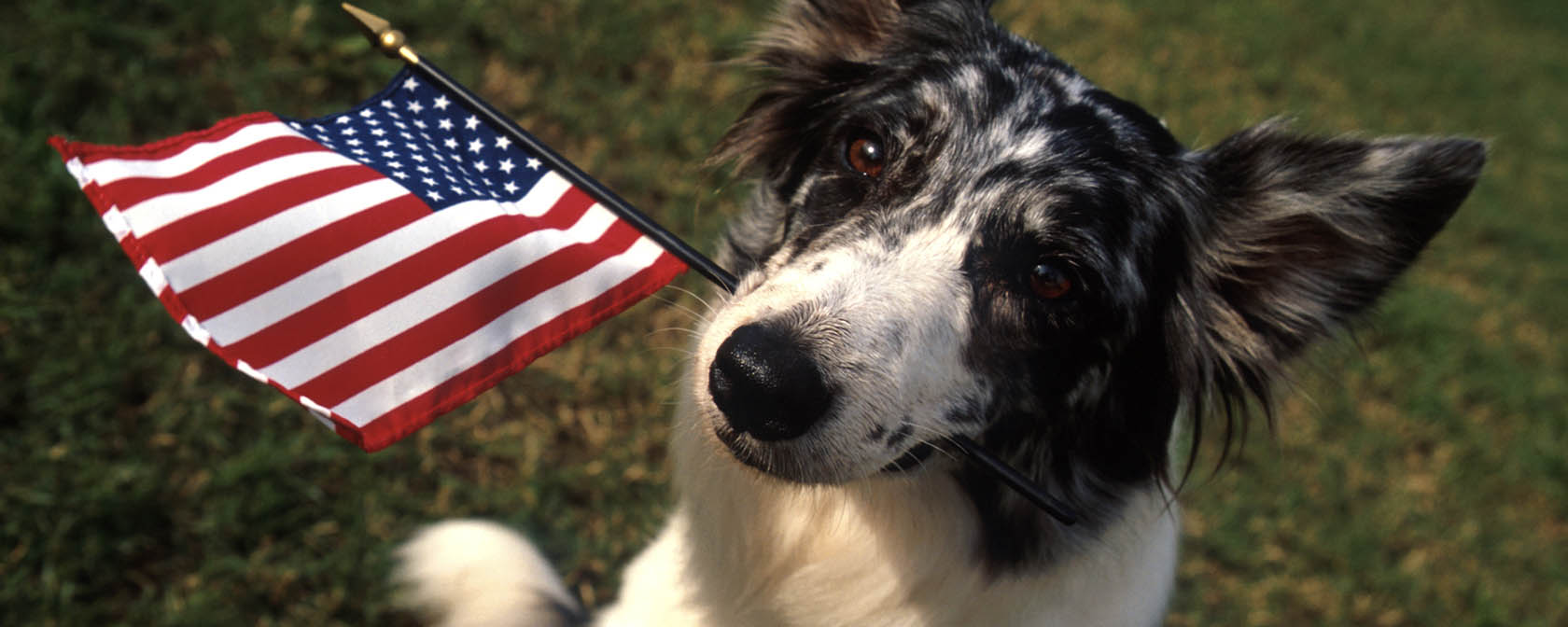 Dog with American flag