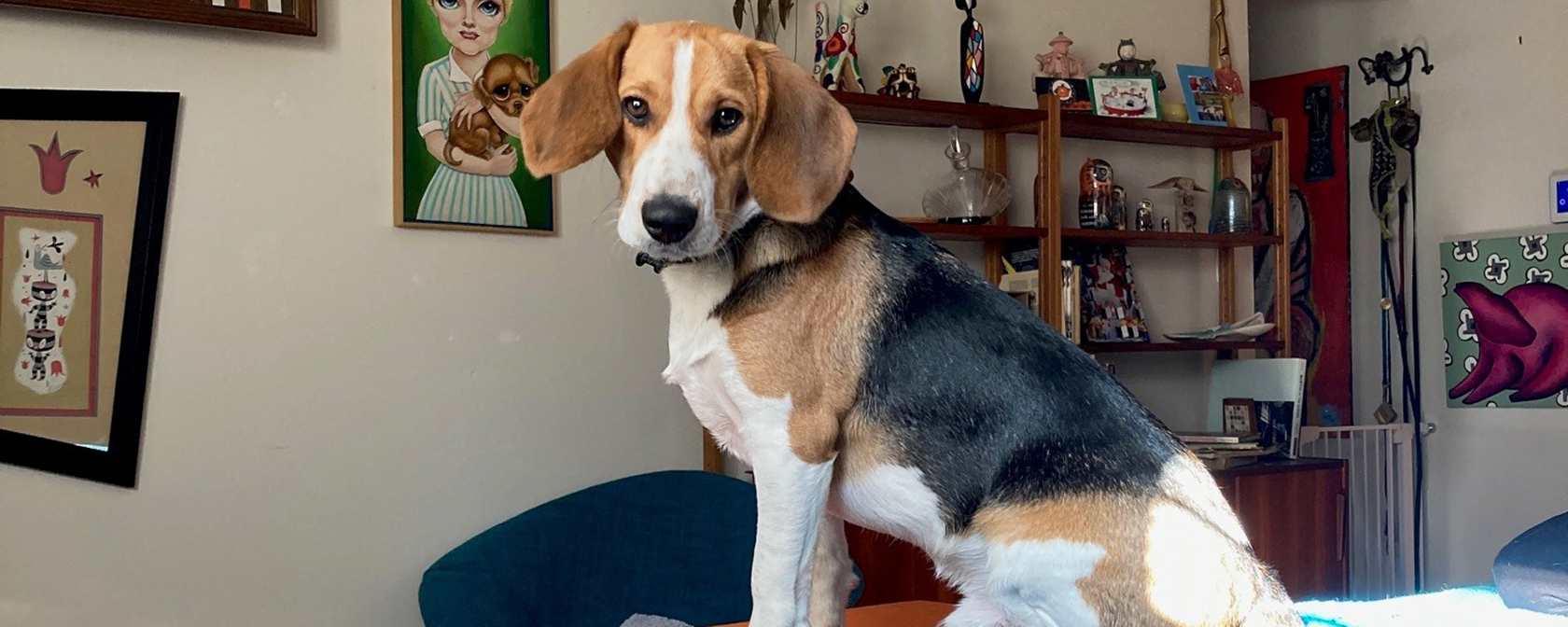 Enzo the beagle sits on the top of a blue couch and looks at the camera