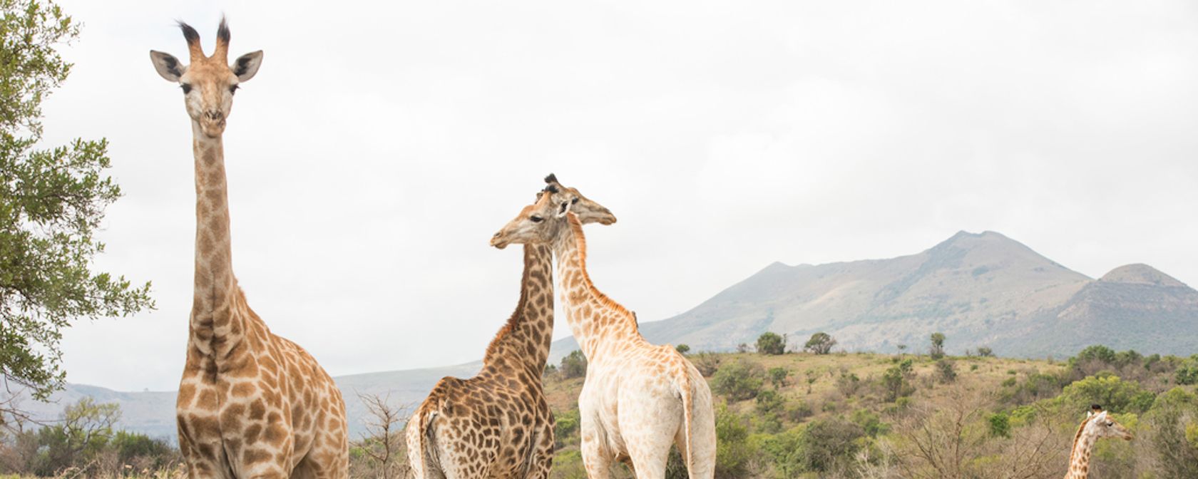 Giraffes in a wildlife park