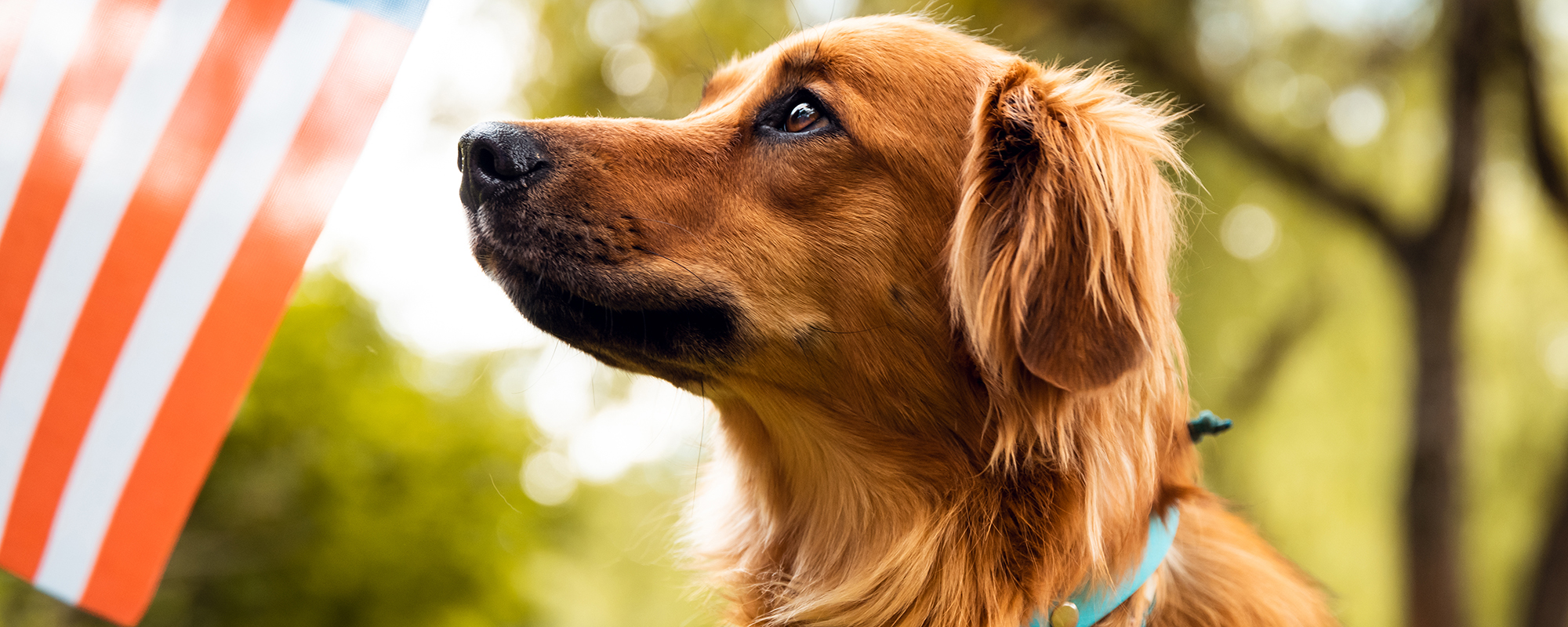 Red dog sitting and looking to American flag