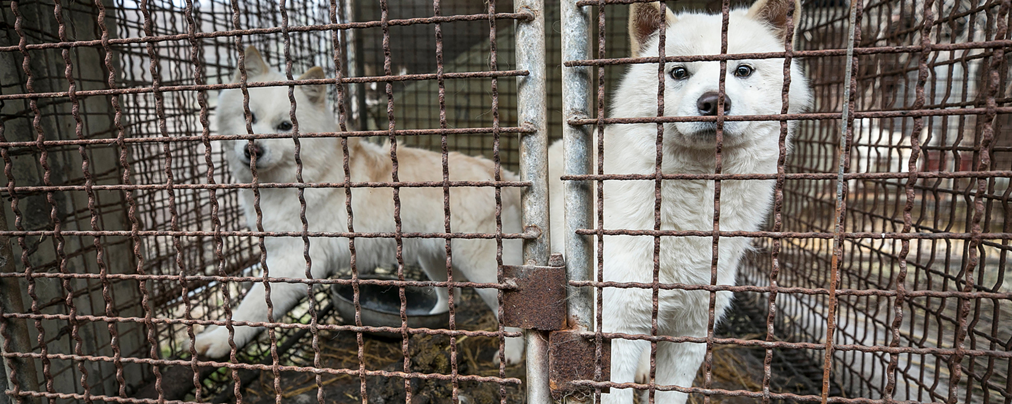 two dogs rescued from the dog meat trade in a cage