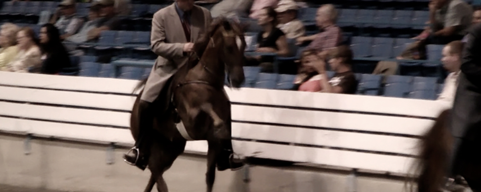 Tennessee walking horse doing the 'big lick' gait in a showring