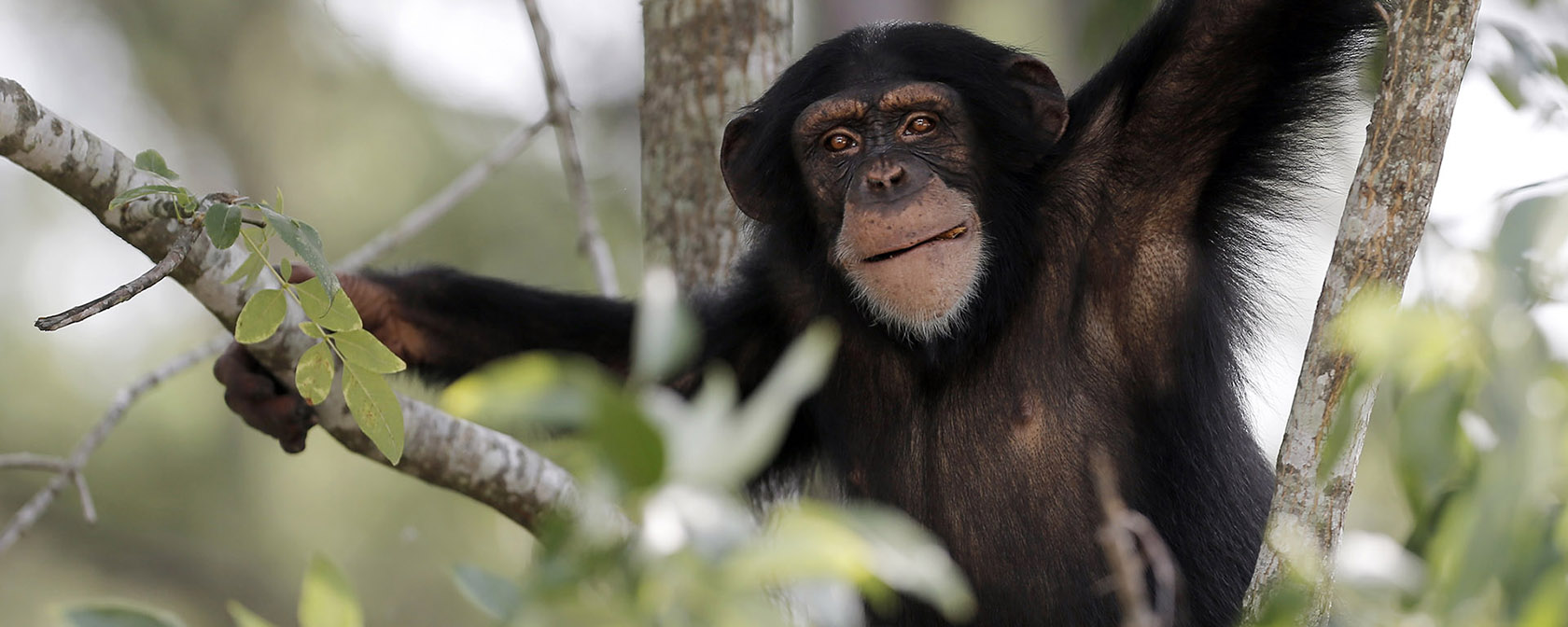 chimpanzee in a tree