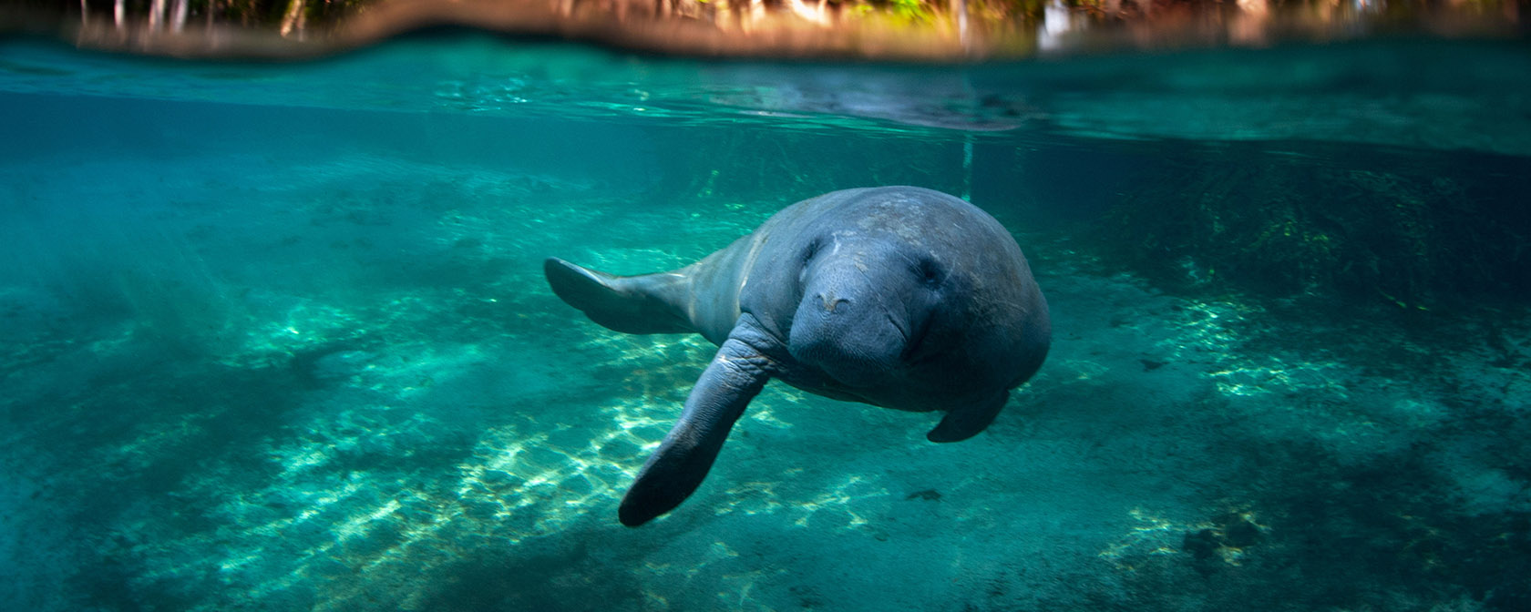 Manatee swimming in tropical water