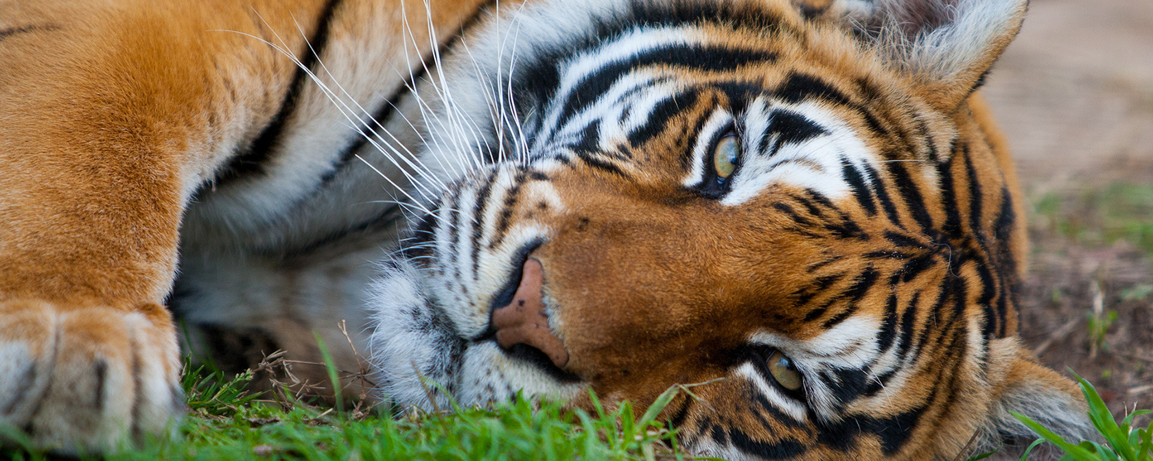 tiger lying in the grass looking at the camera