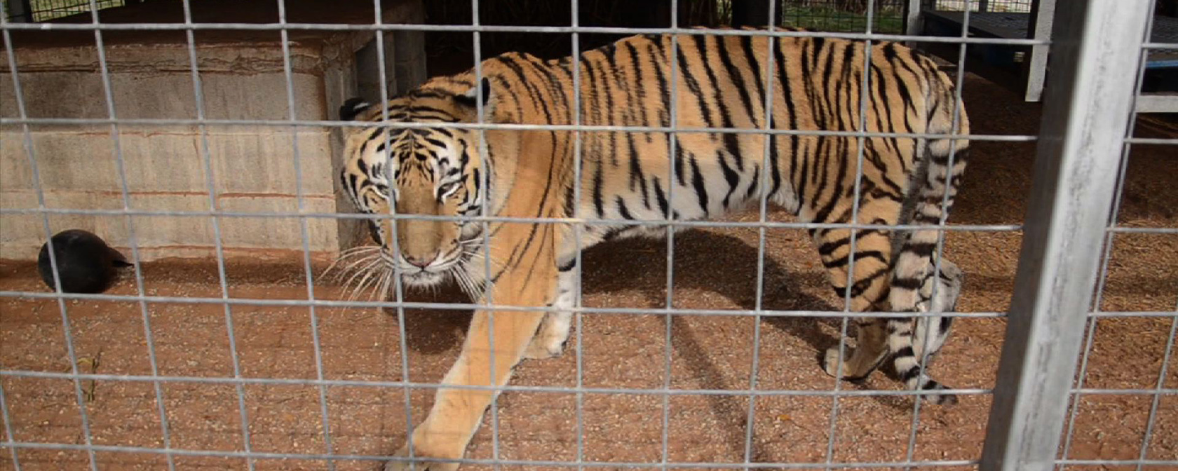 Tiger in cramped cage at Joe Exotic's GW Exotic Animal Park