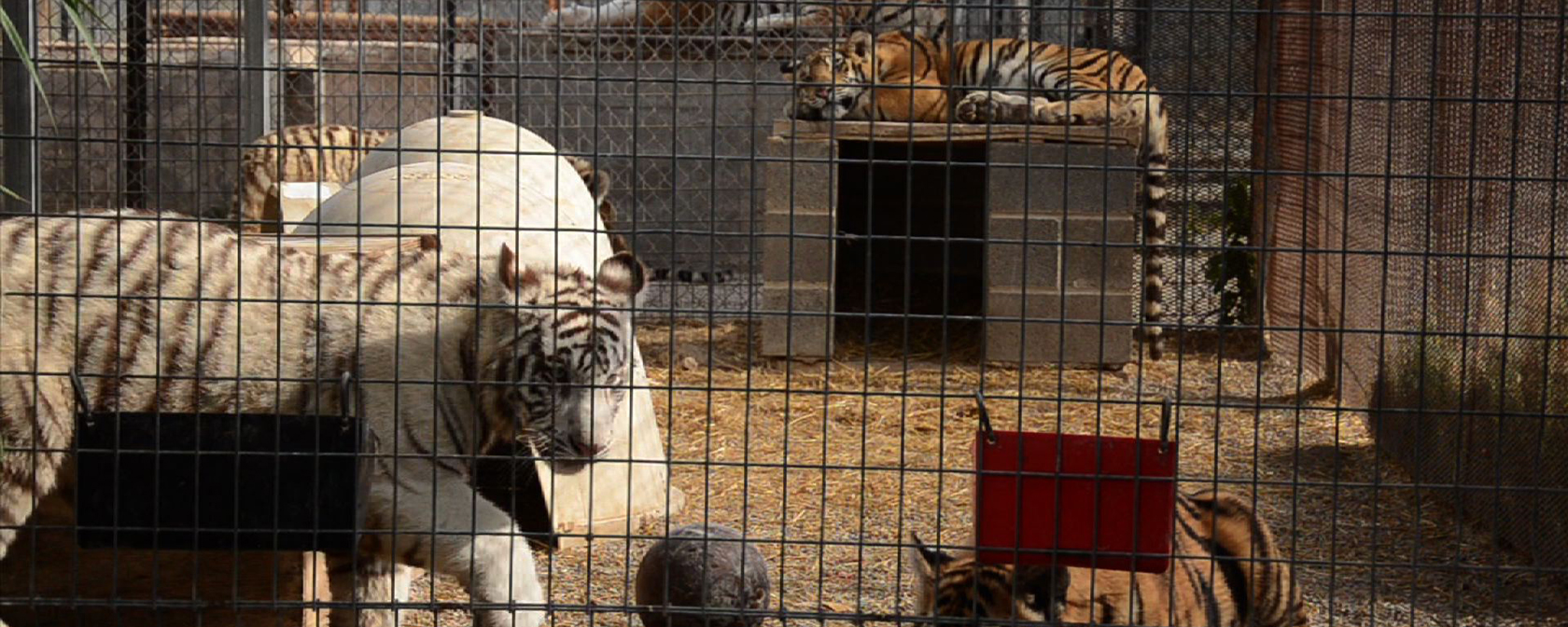 Tiger in cramped cage at Joe Exotic's GW Exotic Animal Park