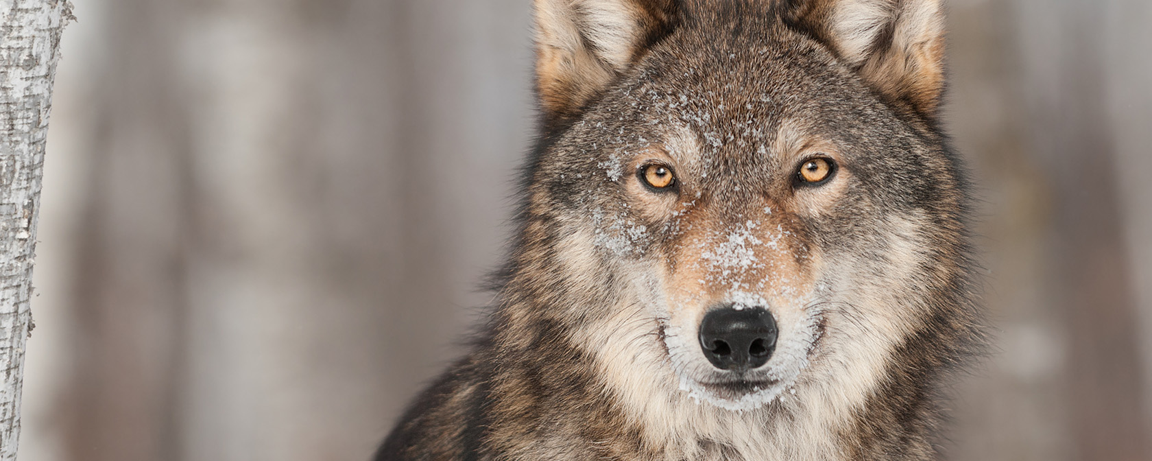 wolf looking directly at camera