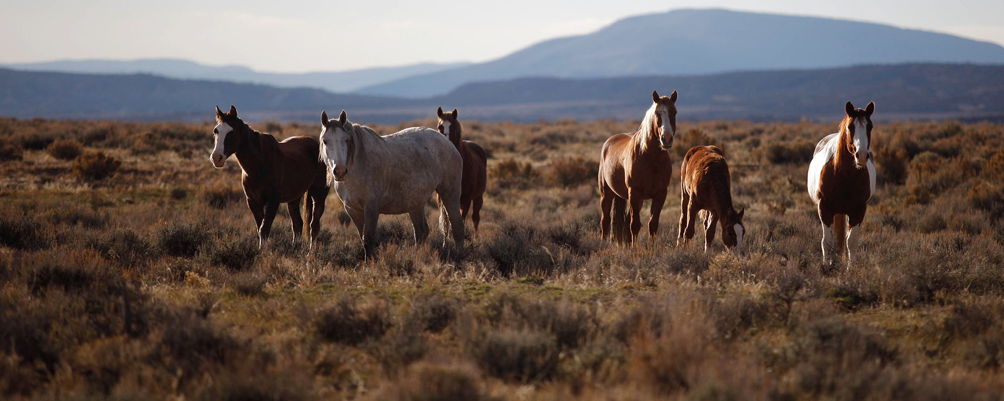 Wild horses on a meadow.