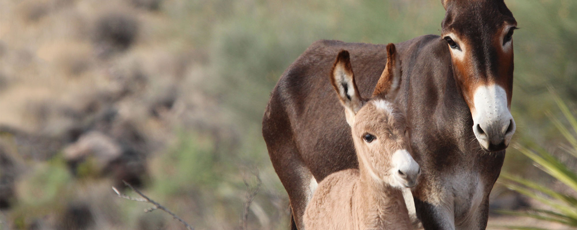 Mother and child burro in desert 