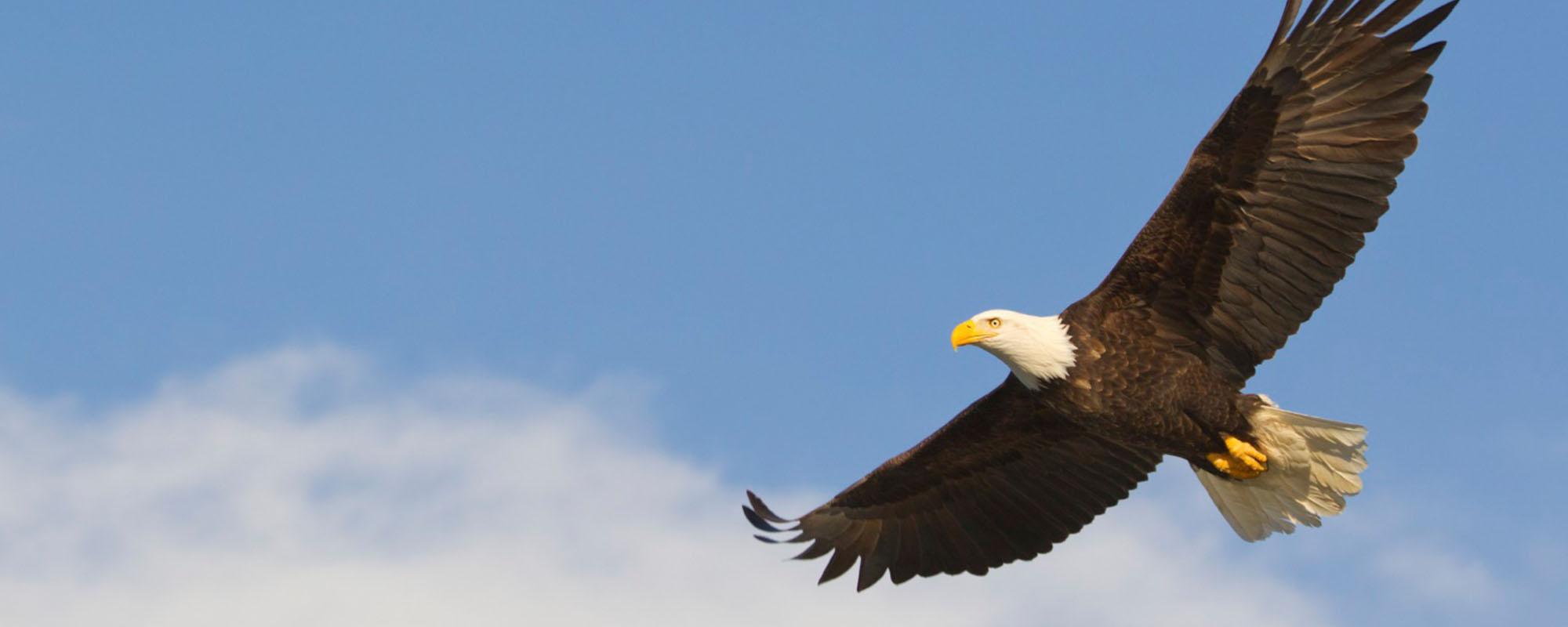 Eagle soaring