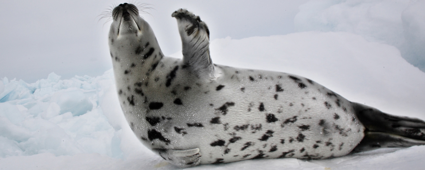Harbor Seal on the ice. 