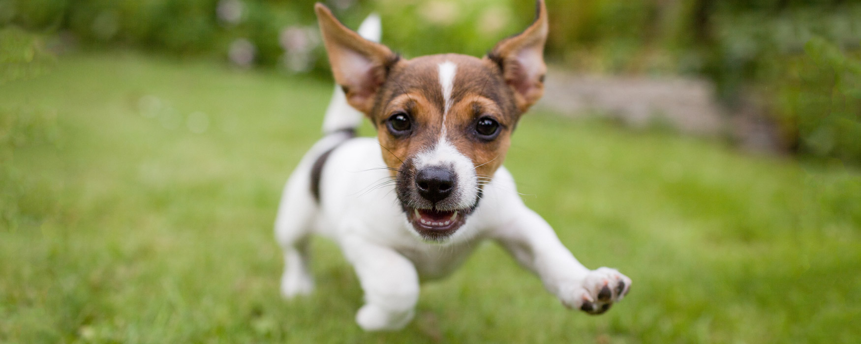 Puppy running on grass