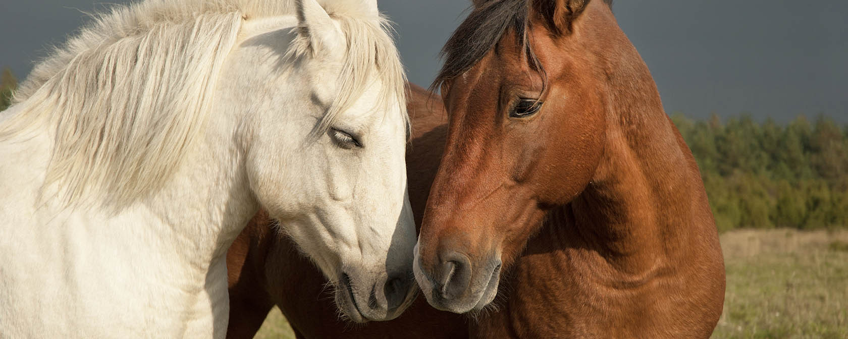 Pair of horses showing affection