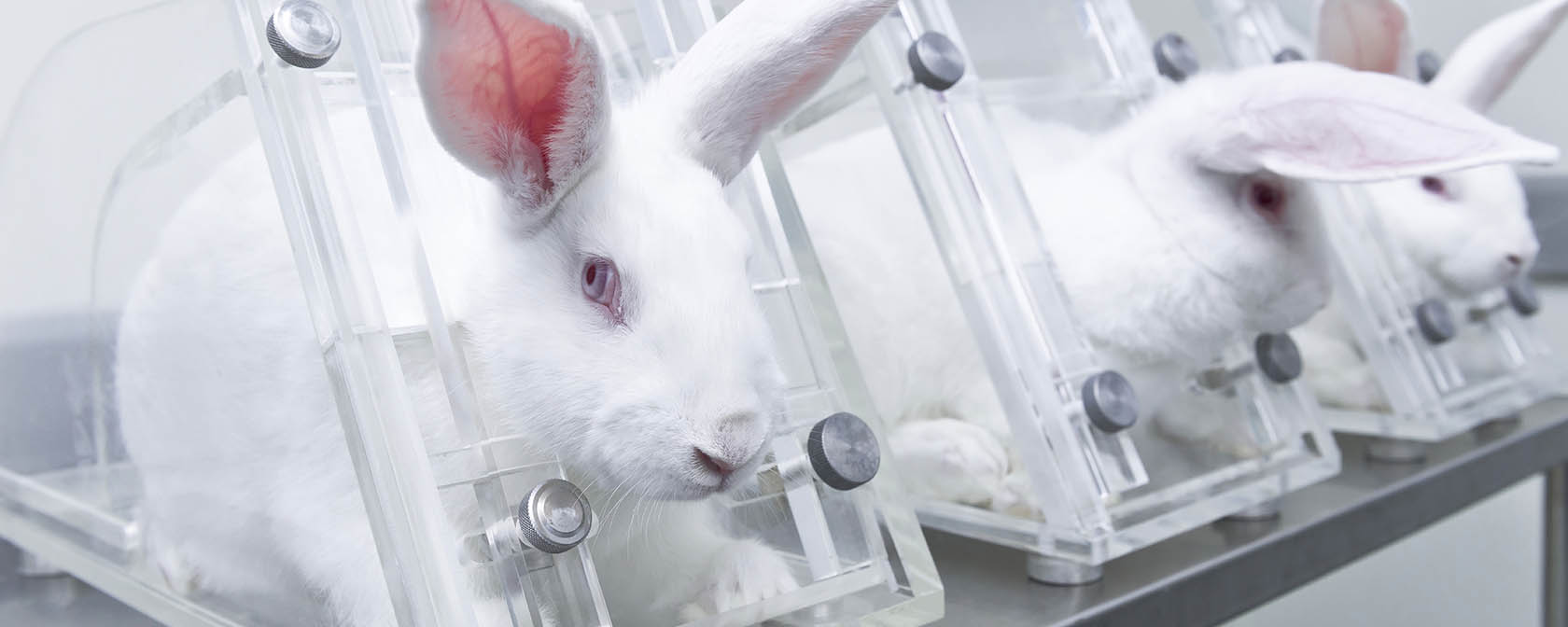 rabbits in cages being used for cosmetics testing