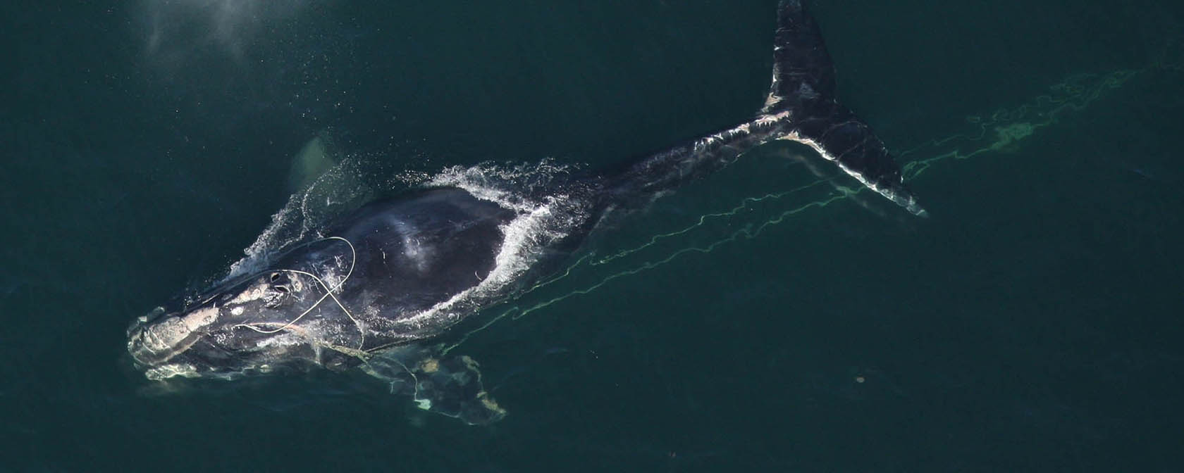 North Atlantic right whale entangled in commercial fishing gear.