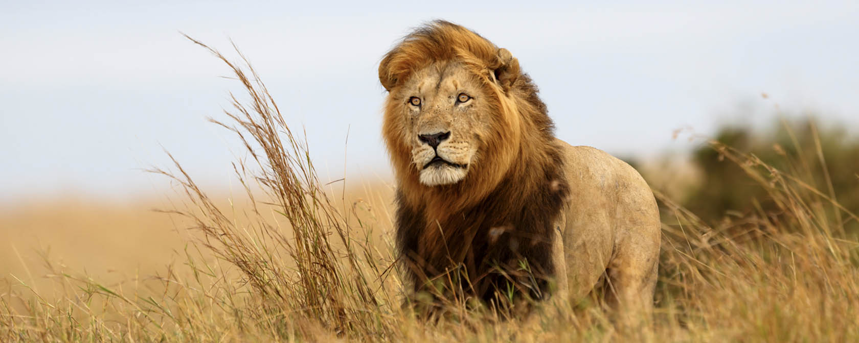 Lion gazes out over savanna 