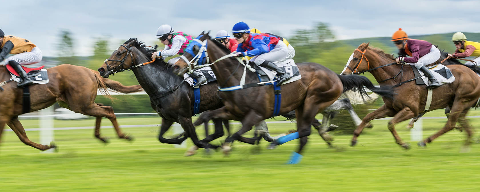 horses at a race