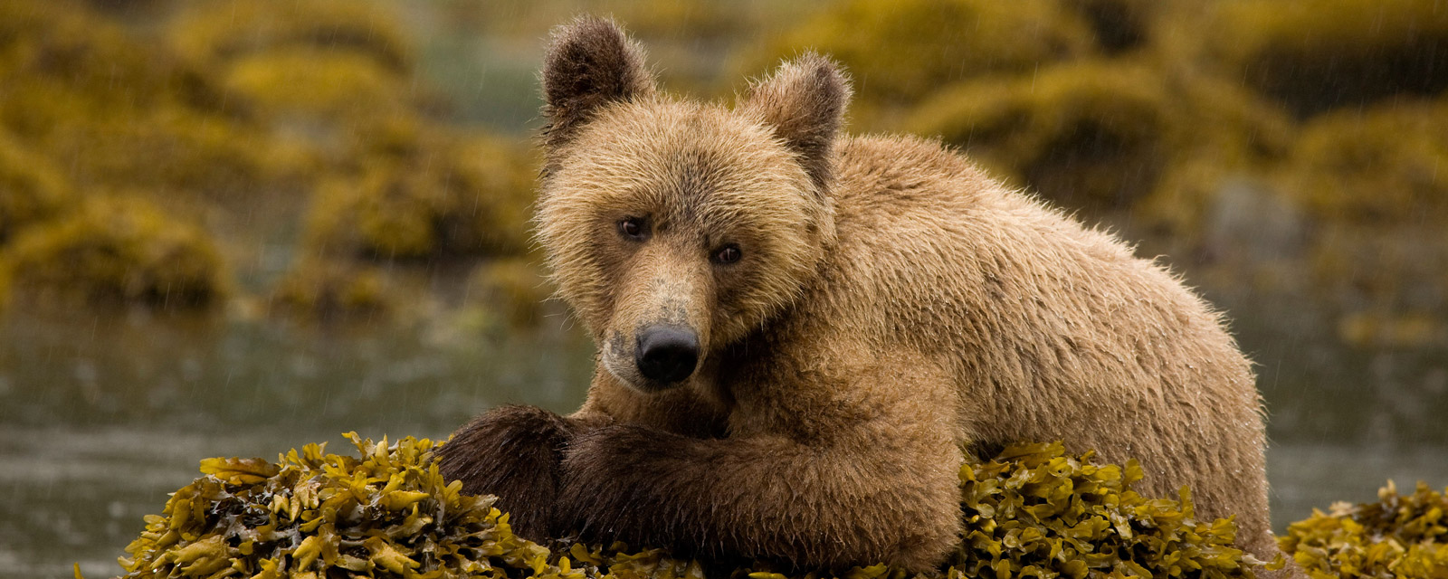 Young Grizzly Bear Sitting on Rockweed Covered Rocks