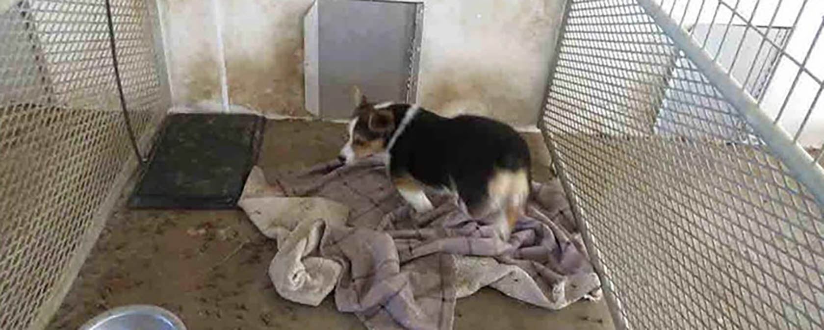 corgi in a filthy cage