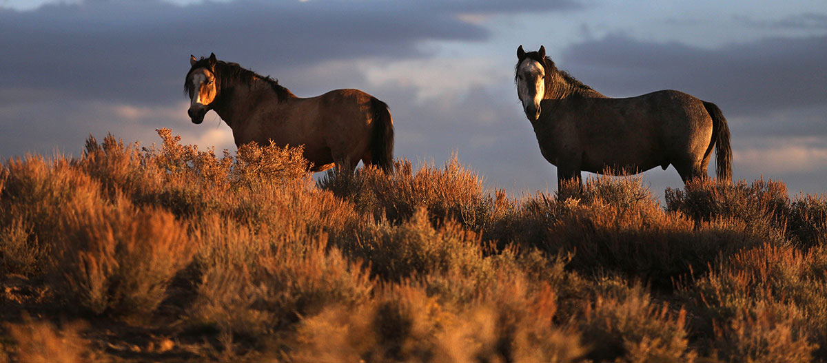 Wild Horse Action Alert