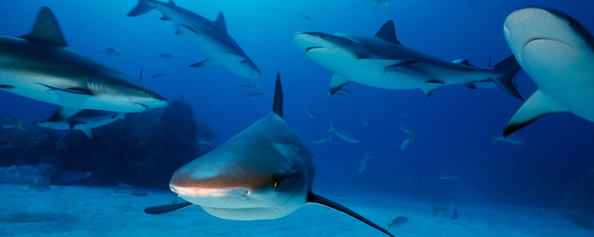 large group of sharks